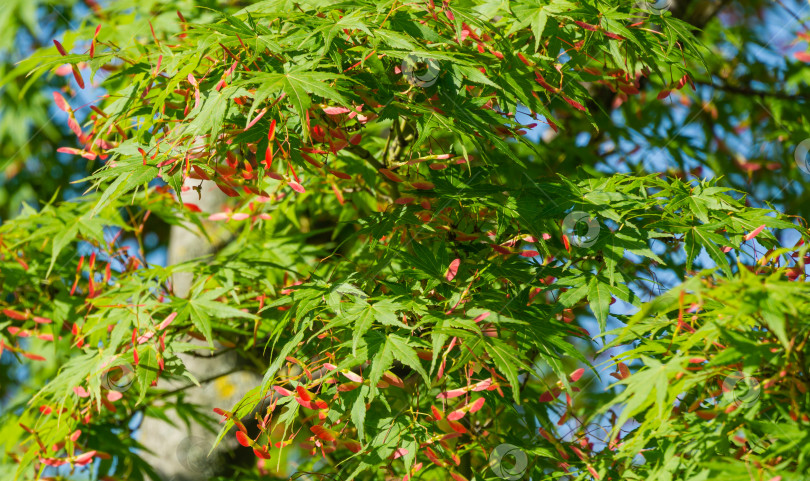 Скачать Крупным планом маленькие красные семена клена Acer Palmatum с ярко-зелеными листьями в городском парке Краснодара или парке Галицкого. Весенний пейзаж, свежие обои, концепция фона природы фотосток Ozero