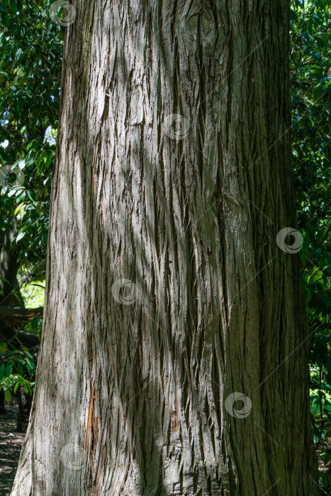 Скачать Текстурный ствол лысого кипариса Taxodium Distichum (болотный, белый кипарис, заливной или приливно-отливный красный кипарис). Это крупное дерево растет в дендрарии Парка южных культур в Сириусе (Адлер) Сочи. фотосток Ozero