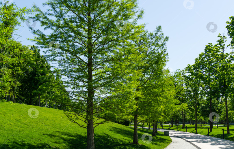 Скачать Аллея лысого кипариса Taxodium Distichum (болотного, белого кипариса, заливного или приливного красного кипариса) в общественном ландшафтном городском парке Краснодара или "Парке Галицкого" солнечной весной 2021 года. фотосток Ozero