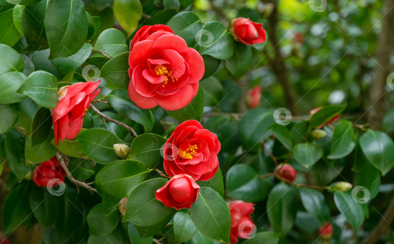 Скачать Японская камелия (Camellia japonica) в солнечный весенний день в дендрарии Парка южных культур в Сириусе (Адлер). Цветет камелия красными розоподобными цветами и бутонами с вечнозелеными глянцевыми листьями на кустарнике. фотосток Ozero