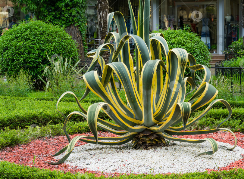 Скачать Американская агава (Agave americana) полосатая — вид рода агава, подсемейства агавовые, семейства спаржевых в ландшафтном весеннем городском парке Сочи. Выборочный фокус. фотосток Ozero