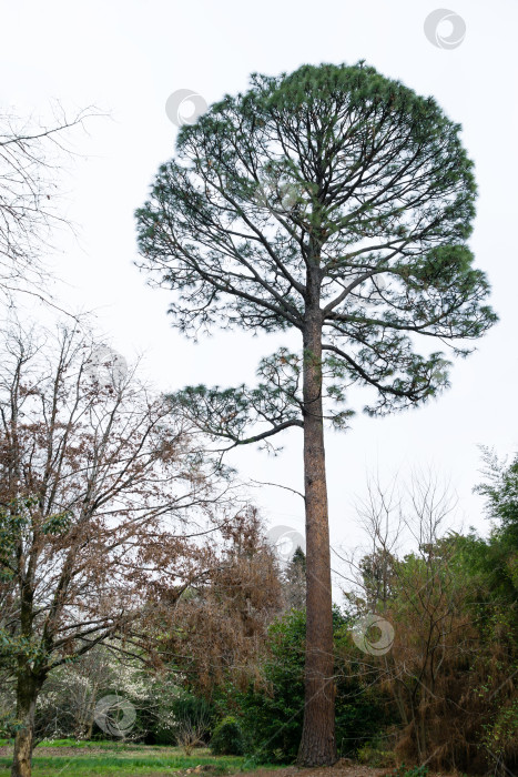 Скачать Высокая и красивая косая сосна (Pinus Elliottii) в дендрарии Парка южных культур в Сириусе (Адлер) Сочи. фотосток Ozero