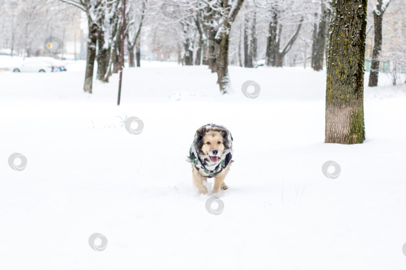 Скачать Собака бегает и играет в снегу фотосток Ozero
