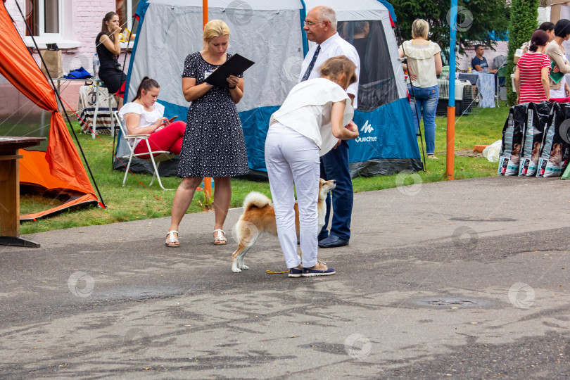 Скачать БЕЛАРУСЬ, НОВОПОЛОЦК - 29 апреля 2020 года: Эксперт оценивает собаку на выставке фотосток Ozero