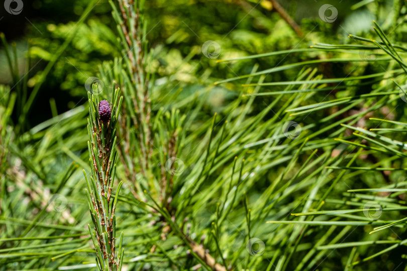 Скачать Сосна Pinus densiflora Umbraculifera. Размытый фон. Красивая маленькая фиолетовая женская шишка на длинном побеге на сосновой ветке. Вечнозеленый ландшафтный сад. Концепция природы для дизайна. Выборочный фокус. фотосток Ozero