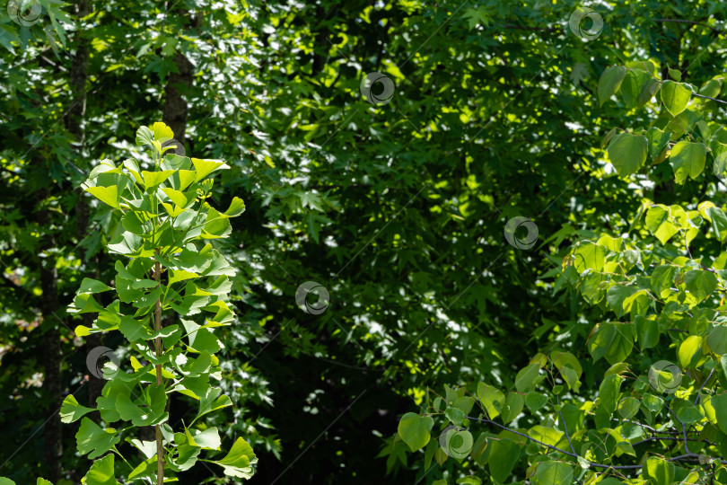 Скачать Дерево гинкго (Ginkgo biloba) или гингко. Ветка с ярко-зелеными молодыми листьями на дереве гинкго на размытом темно-зеленом фоне. Выборочный фокус. Крупный план. Место для вашего текста. фотосток Ozero