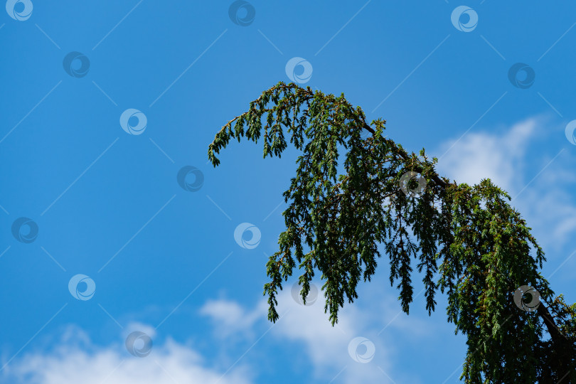 Скачать Можжевеловое дерево Juniperus communis Horstmann. Крупный план. Можжевельник Juniperus communis Horstmann со свисающими молодыми веточками на фоне голубого неба. Вечнозеленый ландшафтный сад. Концепция природы для весеннего дизайна. фотосток Ozero