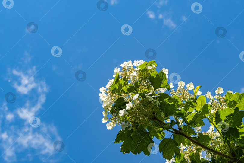 Скачать Калина обыкновенная крупный листопадный кустарник. Красивые белые цветы цветущей калины на фоне голубого неба. Выборочный фокус. Концепция природы для естественного дизайна. фотосток Ozero