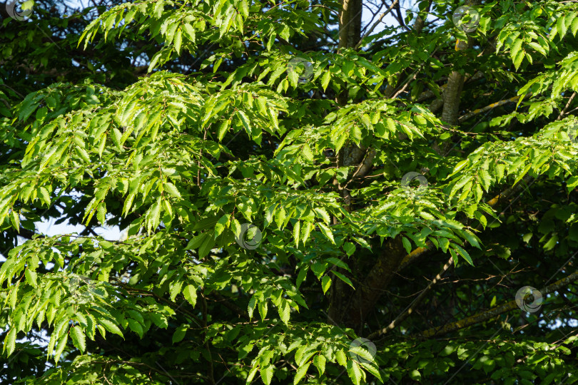 Скачать Carpinus betulus, граб европейский или обыкновенный. Молодые зеленые листья граба Carpinus Betulus на размытом фоне зелени. Выборочный фокус. Ландшафтный сад. Природная концепция для любого дизайна. фотосток Ozero