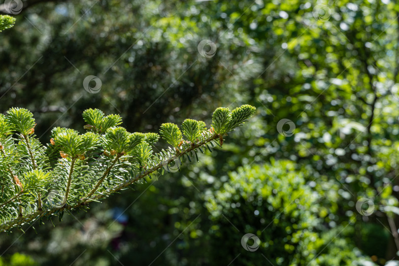 Скачать Ель Abies koreana. Крупный план. Молодые ярко-зеленые побеги на еловой ветке Abies koreana на размытом зеленом фоне. Выборочный фокус. Вечнозеленый ландшафтный сад. Концепция для веселого Рождества. фотосток Ozero