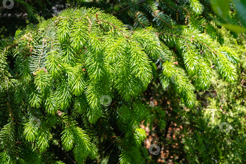 Скачать Сербская ель Picea omorika. Молодые пушистые ярко-зеленые побеги на ветке ели Picea omorika на размытом фоне. Вечнозеленый ландшафтный сад. Концепция природы для дизайна. Выборочный фокус. фотосток Ozero