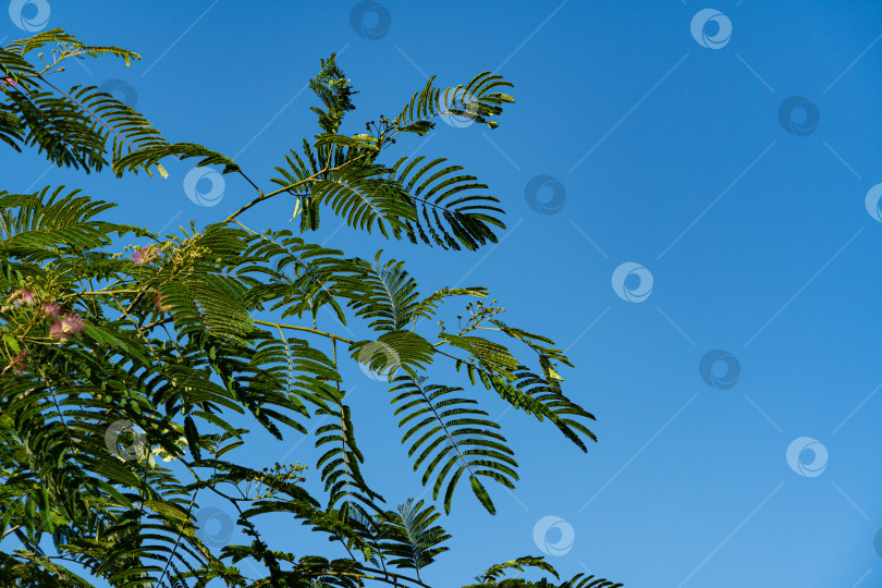 Скачать Персидское шелковое дерево (Albizia julibrissin). Розовые пушистые цветы персидского шелкового дерева на фоне голубого неба. Японская акация или розовое шелковое дерево семейства Fabaceae. Концепция природы для дизайна. фотосток Ozero