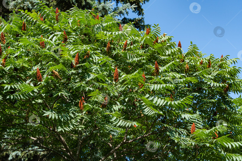 Скачать Дерево Rhus typhina (сумах рогатый, Anacardiaceae). Крупный план. Молодые зеленые гибкие листья и красные семена в форме свечей на фоне голубого неба. Свежая концепция природы обоев. Место для вашего текста. фотосток Ozero