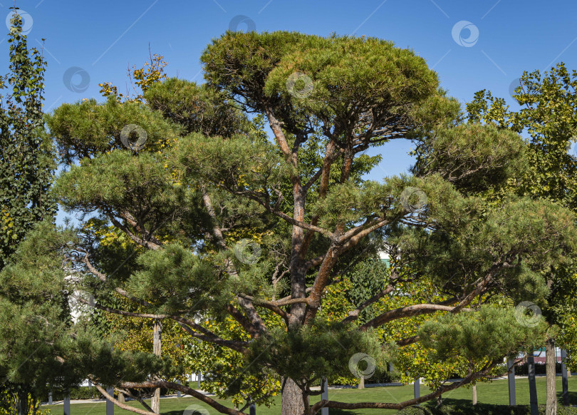 Скачать Красивая сосна бонсай (Pinus mugo или горная сосна) с пышной хвоей на фоне голубого осеннего неба. Общественный ландшафтный городской парк Краснодара или парк Галицкого. Место отдыха горожан и туристов. фотосток Ozero