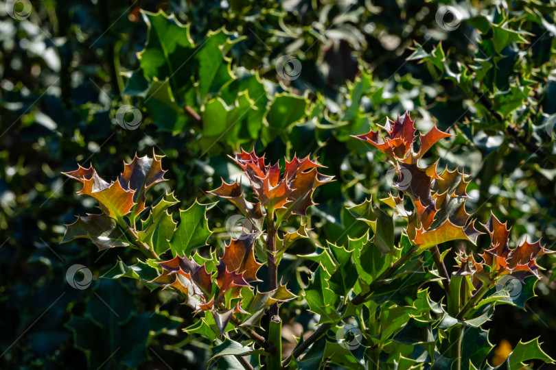 Скачать Рождественский куст остролиста ilex aquifolium. Размытый фон. Крупный план. Общественный ландшафтный парк "Краснодар" или "Парк Галицкого". Концепция природы для дизайна. Солнечный осенний день 2020 фотосток Ozero