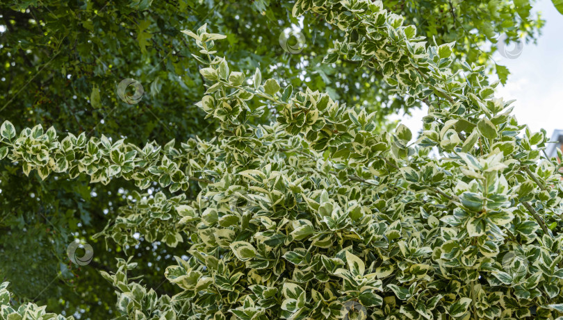 Скачать Euonymus Euonymus fortunei Interbolwi или веретено фортуны. Размытый зеленый фон. Выборочный фокус. Пестрые листья вечнозеленого растения. Вечнозеленый ландшафтный сад. Есть место для текста. фотосток Ozero