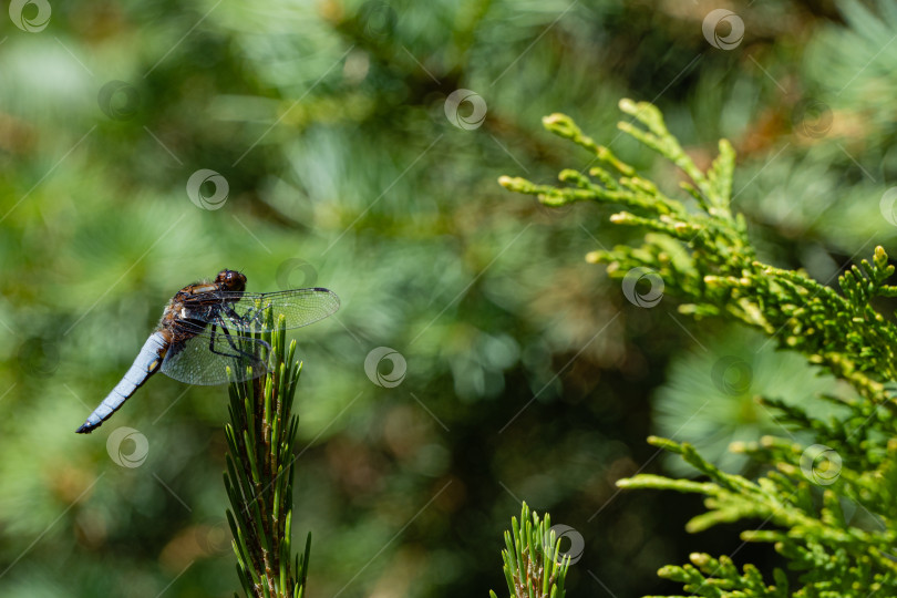 Скачать Широкотелый самец стрекозы (Libellula depressa) с большими прозрачными крыльями и голубым телом. Стрекоза сидит на сосне. Размытый зеленый фон. Выборочный фокус. Крупный план. Вечнозеленый ландшафтный сад. фотосток Ozero