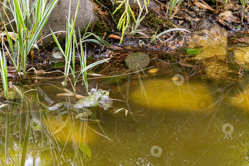 Скачать Племенная лягушка Ран Ридибундус (Pelophylax ridibundus) поет в садовом пруду. Крупный план. Голосовые мешки по обе стороны рта раздуты. Красивый пруд в ландшафтном саду. фотосток Ozero