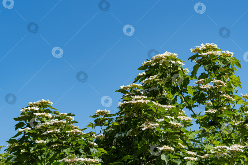 Скачать Огромные соцветия белых цветов калины или Viburnum opulus на фоне голубого неба. Калина обыкновенная крупный листопадный кустарник. Избирательный подход. Концепция Nature для естественного дизайна. фотосток Ozero