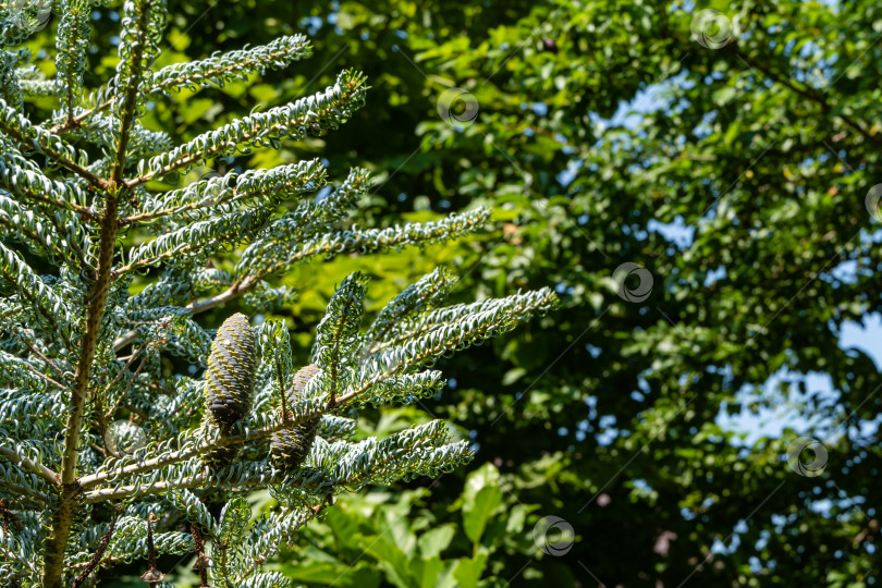 Скачать Ель Abies koreana Silberlocke. Молодые голубые шишечки на еловой ветке Abies koreana Silberlocke. Скрученные зеленые и серебристые еловые иголки на корейской ели. Избирательный подход.  Атмосфера расслабляющего отдыха. фотосток Ozero