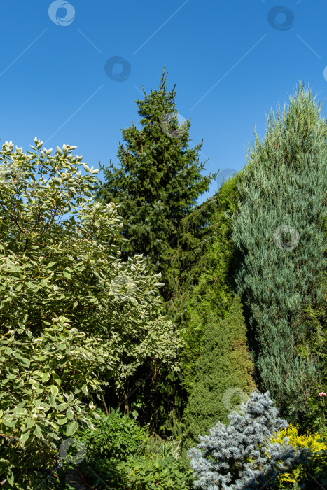 Скачать Cornus alba Elegantissima или Свидина белая в окружении вечнозеленых растений. Пестрые листья на ветвях куста Cornus alba Elegantissima. Атмосфера расслабляющего праздника счастья и любви. фотосток Ozero