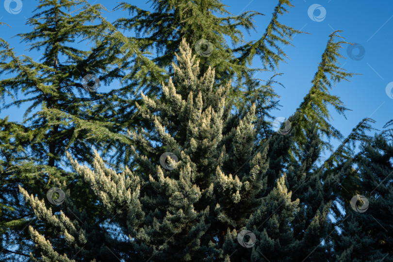 Скачать Кипарис аризонский (Cupressus arizonica) "Голубой лед" в кооперативном парке недалеко от морского торгового порта Сочи. Кипарис аризонский на фоне гималайского кедра и голубого неба. Солнечный зимний день в общественном парке. фотосток Ozero