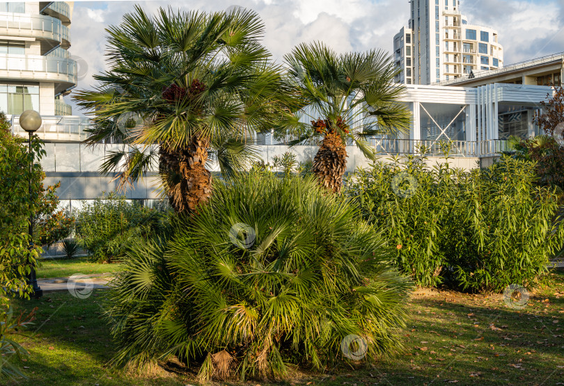 Скачать Красивая многоствольная пальма Chamaerops humilis, европейская веерная или средиземноморская карликовая пальма на фоне голубого неба и отелей. Общественный ландшафтный парк с экзотическими деревьями. фотосток Ozero