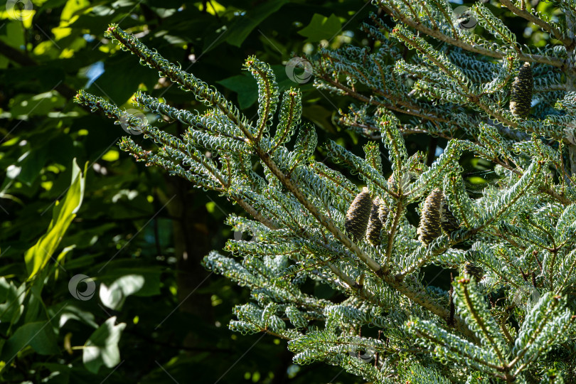 Скачать Ель Abies koreana Silberlocke. Крупный план. Ветви ели Abies koreana Silberlocke на размытом фоне зелени сада. Скрученные иглы зеленого и серебристого цветов. Выборочный фокус.Северный Кавказ. фотосток Ozero