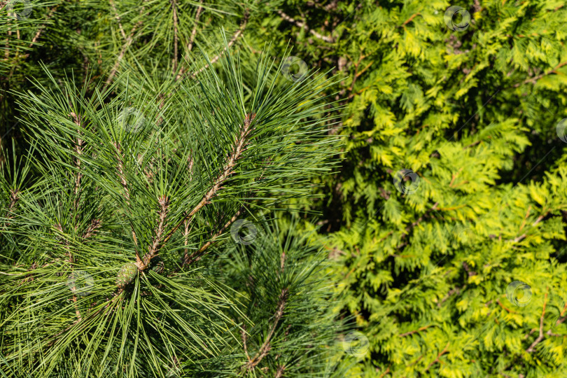 Скачать Pinus densiflora Umbraculifera в вечнозеленом ландшафтном саду. Крупный план. Зеленые прошлогодние шишки на сосновой ветке. Размытый желто-зеленый фон. Выборочный фокус. Текстура. Природа Северного Кавказа. фотосток Ozero