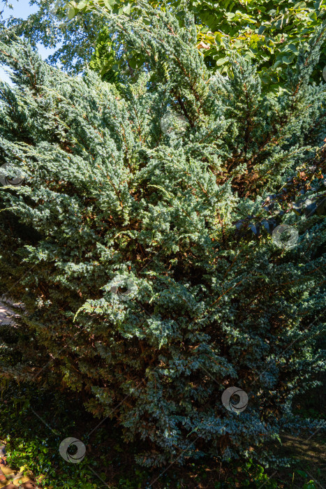 Скачать Большой куст Juniperus squamata Meyeri. Текстура листьев Juniperus squamata Meyeri. Маленькие голубые и зеленые иголочки на вертикальных ветвях. Летнее утро в вечнозеленом саду. Концепция природы для дизайна. фотосток Ozero