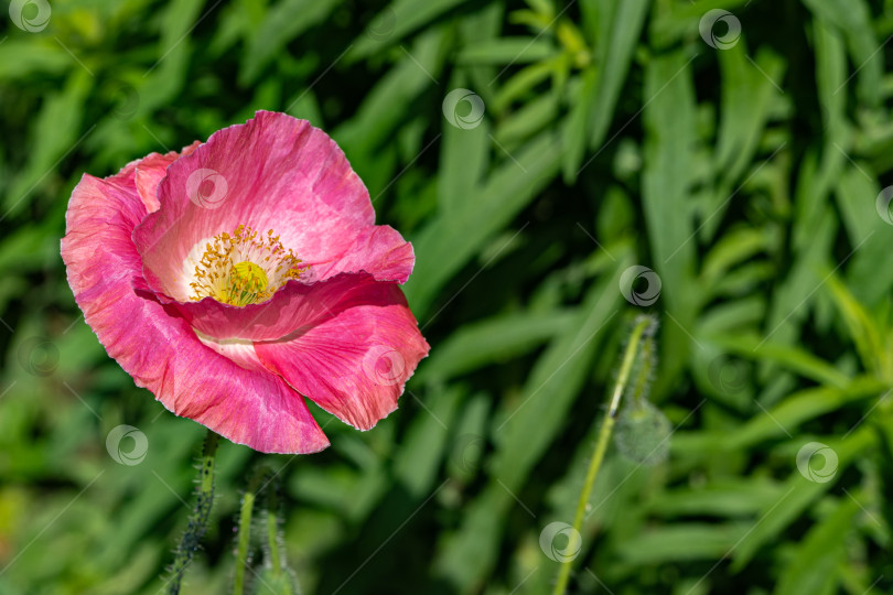 Скачать Обыкновенный розовый мак (rhoeas poppy) на размытом зеленом фоне. Крупный план. Крупные розовые лепестки с желтой серединкой. Дикий цветок в ландшафтном саду. Есть место для вашего текста. Выборочный фокус. фотосток Ozero