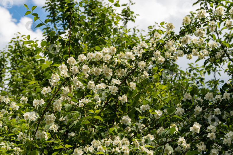 Скачать Ветви цветущего куста жасмина lewisii Philadelphus на фоне зелени в саду. Крупный план. Ландшафтный сад. Солнечный весенний день. Концепция природы для дизайна. фотосток Ozero