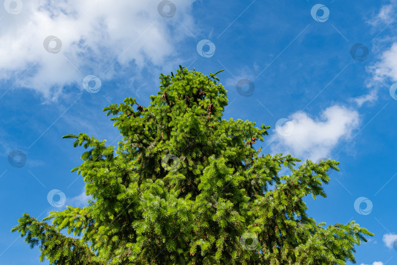 Скачать Сербская ель Picea omorika. Молодые побеги с иголками на ветвях сербской ели Picea omorika на фоне голубого неба. Весенний вечнозеленый ландшафтный сад. Солнечный день. Избирательный фокус. фотосток Ozero
