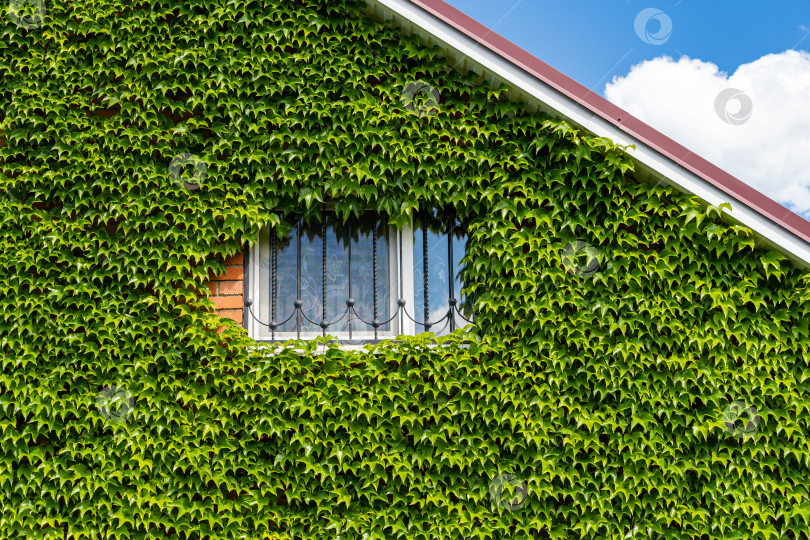 Скачать Листья Parthenocissus tricuspidata 'Veitchii' или бостонского плюща, виноградного плюща, японского плюща или японской лианы.Стена дома закрыта разноцветными листьями плюща. Естественное украшение стен домов. фотосток Ozero