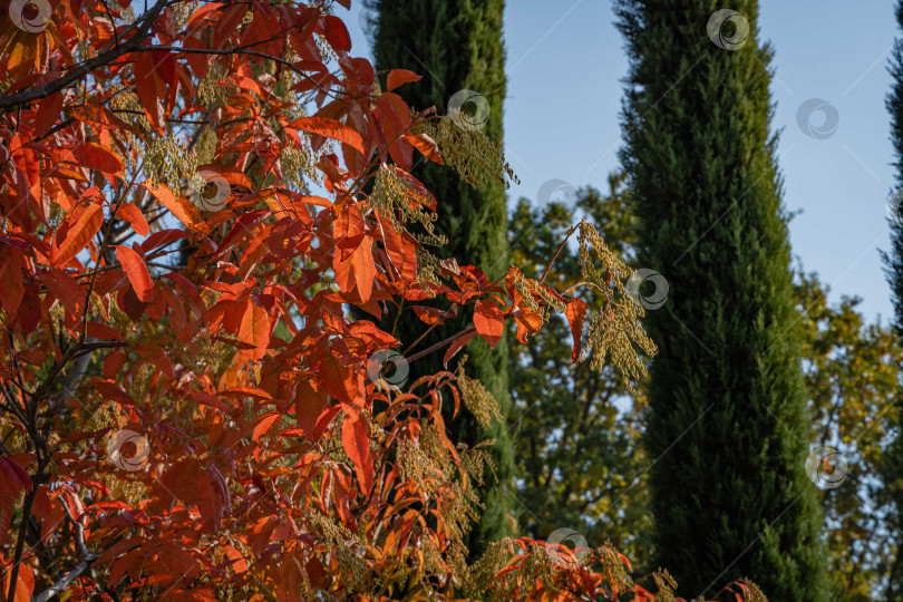 Скачать Кислое дерево (Oxydendrum arboreum) с красными листьями и желтыми семенами. Зона отдыха. Красивое редкое растение семейства вересковых среди кипарисов. Городской парк "Краснодар" или парк Галицкого. Солнечный день фотосток Ozero