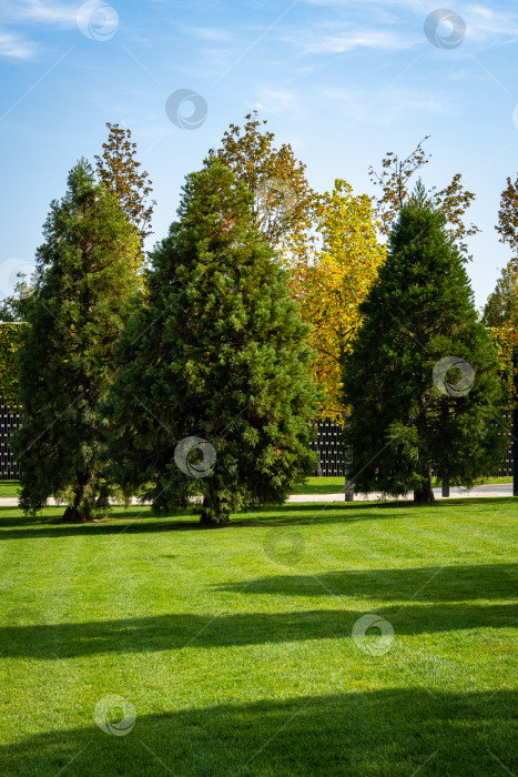 Скачать Гигантский секвойадендрон (Giant sequoia или гигантская секвойя-гигант) в городском парке Краснодара. Крупный план. Три молодых деревца гигантского секвойадендрона растут на зеленой лужайке Галицкой площади. Солнечная осень 2020 фотосток Ozero