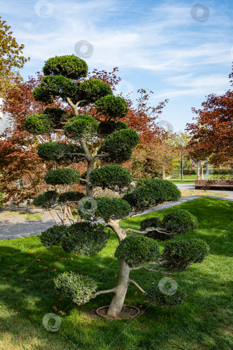 Скачать Дерево ниваки Ilex Crenata Bonsai (японский остролист бонсай) на фоне декоративного пруда. Стилизованный японский дворик. Общественный ландшафтный городской парк Краснодара для прогулок. Галицкий парк. фотосток Ozero