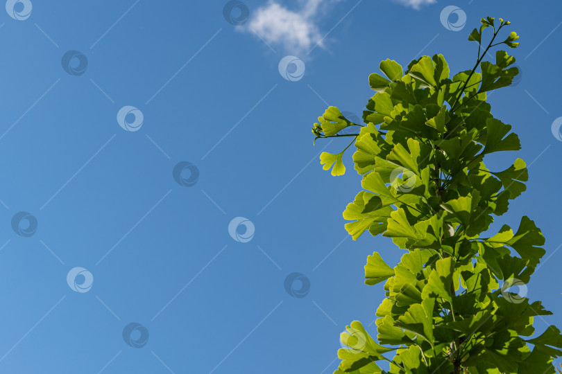 Скачать Дерево гинкго (Ginkgo biloba) или гингко. Ярко-зеленые молодые листья на ветке на фоне голубого весеннего неба. Выборочный фокус. Крупный план. Концепция природы свежих обоев. Место для вашего текста. фотосток Ozero