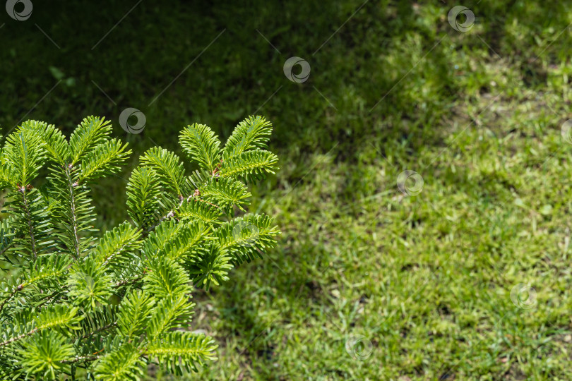 Скачать Корейская ель Abies koreana. Ярко-зеленые молодые побеги на ветке корейской ели Abies koreana на размытом фоне зеленой травы на газоне. Выборочный фокус. Концепция природы для дизайна. Место для вашего текста фотосток Ozero