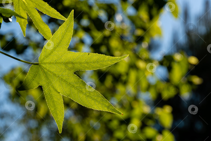 Скачать Дерево Liquidambar styraciflua или американская сладкая камедь. Лист на ветке дерева Liquidambar styraciflua на размытом светло-зеленом фоне. Выборочный фокус. Крупный план. Место для вашего текста. фотосток Ozero