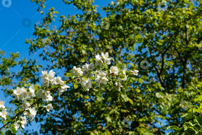 Скачать Цветущий куст lewisii Philadelphus. Белые цветы на ветке жасминового куста lewisii Philadelphus на размытом фоне зеленых листьев. Выборочный фокус. Ландшафтный сад. Есть место для текста фотосток Ozero