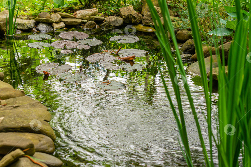 Скачать Красивый садовый пруд с фонтаном и крупными камнями вдоль берегов на размытом фоне вечнозеленого сада. Болотные ирисы и Хоста Блю энджел растут на берегу пруда. Фиолетовые листья водяной лилии плавают в воде. фотосток Ozero