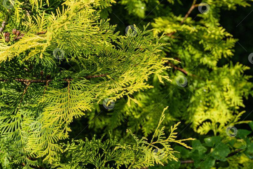 Скачать Thuja occidentalis Aurea. Желто-зеленые листья на ветвях туи западной, также известной как северный белый кедр, восточный белый кедр или восточная туя. Размытый желто-зеленый фон. фотосток Ozero