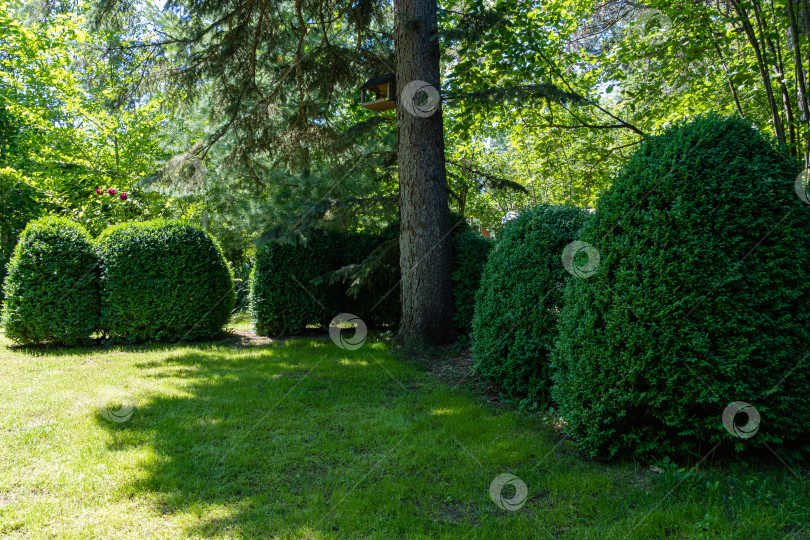 Скачать Самшит Buxus sempervirens или европейский самшит в вечнозеленом ландшафтном саду. В центре растет голубая рождественская елка. Подстриженные кусты самшита. Кусты Buxus sempervirens со светло-зеленым газоном на переднем плане. фотосток Ozero