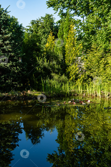 Скачать Волшебный садовый пруд с цветущими кувшинками и лотосами. Вечнозеленые и водные растения отражаются в водной глади пруда, как в зеркале. Атмосфера расслабления, спокойствия и счастья. фотосток Ozero