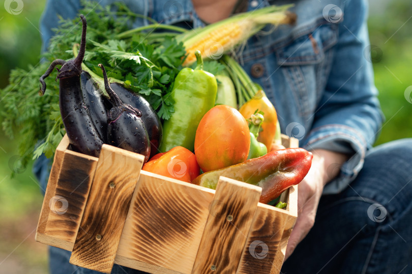 Скачать Женщина демонстрирует деревянный ящик с различными овощами.  Деревянный ящик, наполненный свежими овощами, только что с огорода. фотосток Ozero