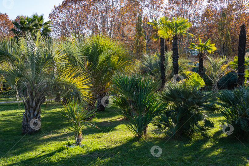 Скачать Молодые китайские пальмы-ветряки (Trachycarpus fortunei) или пальмы Чусан в кооперативном парке недалеко от морского торгового порта Сочи. на заднем плане две высокие пальмы. Природная концепция дизайна парка. фотосток Ozero