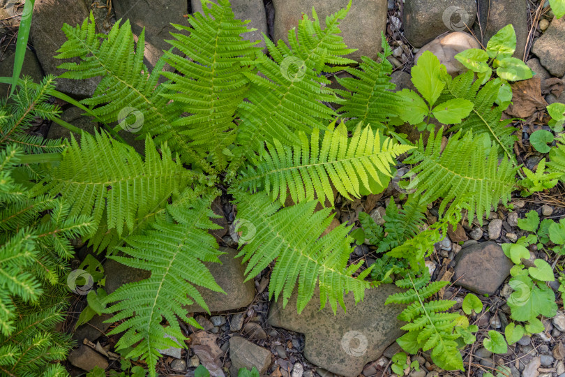 Скачать Зеленые молодые побеги Matteuccia struthiopteris (страусиный папоротник, папоротник-скрипач или папоротник-волан) на каменном берегу садового пруда. Солнечный летний день. Избирательный фокус. Концепция природы для дизайна. фотосток Ozero