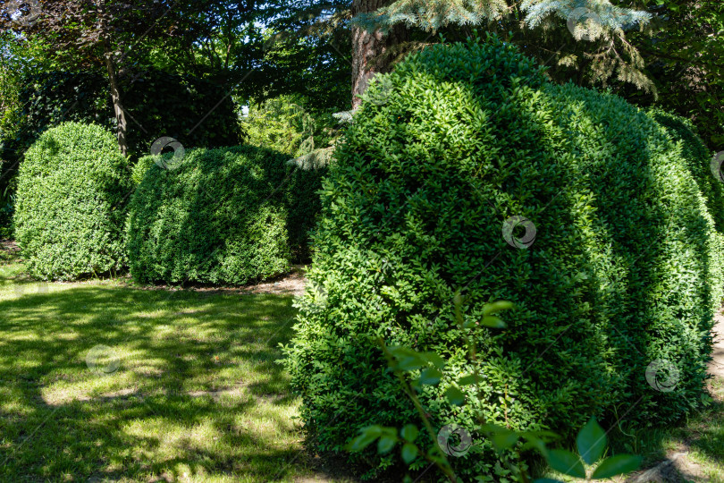 Скачать Самшит Buxus sempervirens или европейский самшит с яркой блестящей молодой зеленой листвой. Размытый зеленый фон. Закрыть. Выборочный фокус. Вечнозеленый ландшафтный сад. Место для вашего текста. фотосток Ozero