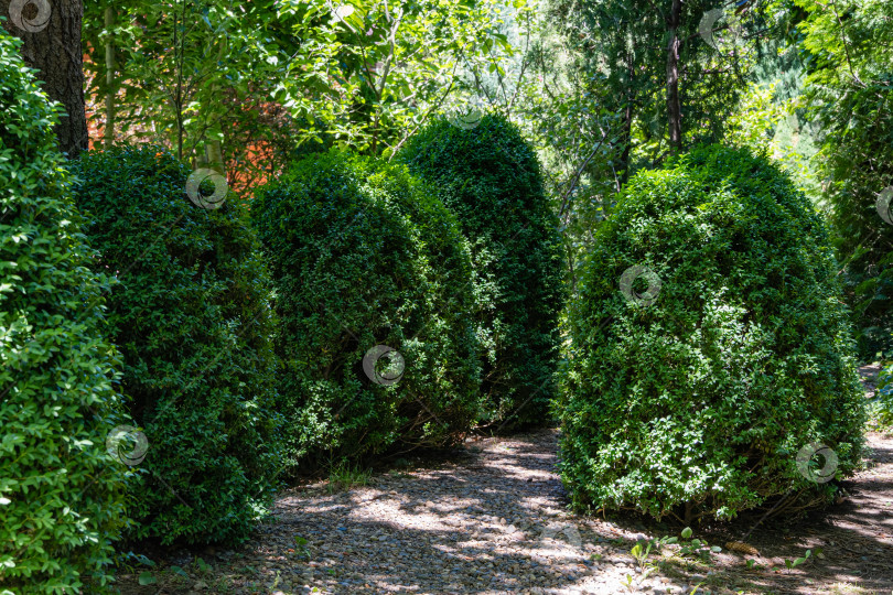 Скачать Самшит Buxus sempervirens или европейский самшит в вечнозеленом ландшафтном саду. Аллея самшита в солнечный летний день. Подстриженные кусты самшита Buxus sempervirens со светло-зеленой листвой. Место для вашего текста. фотосток Ozero